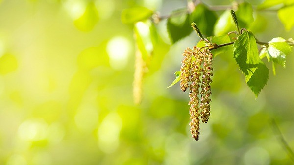 PA402 birch pollen img